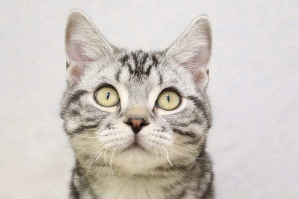 アメリカンショートヘア