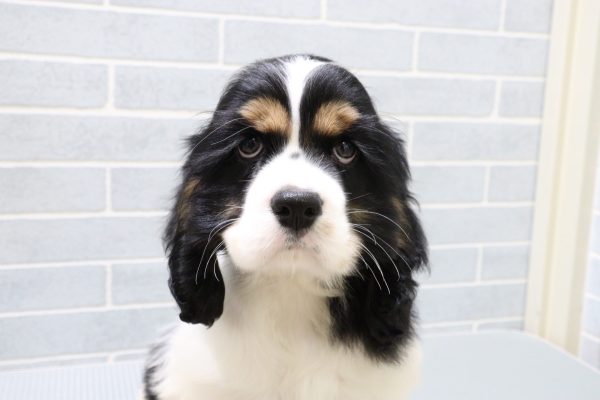 アメリカンコッカースパニエル