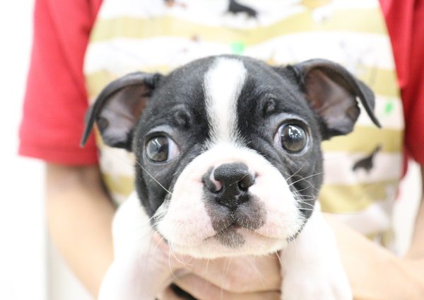 ボストンテリア