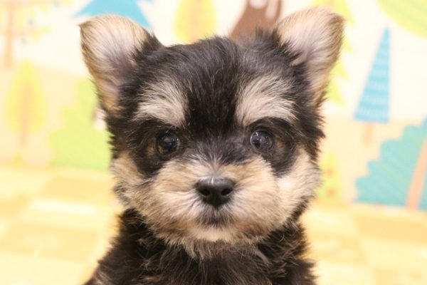 ミックス(ハーフ犬)