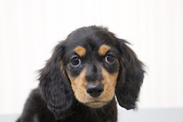 ミニチュアダックスフンド