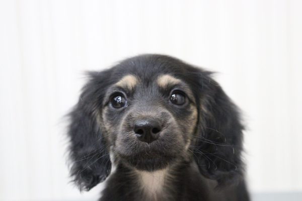 ミニチュアダックスフンド