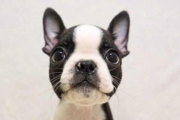 ボストンテリア