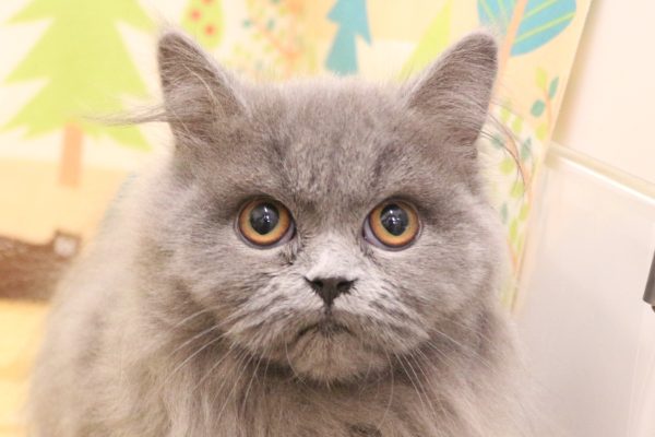 ブリティッシュ