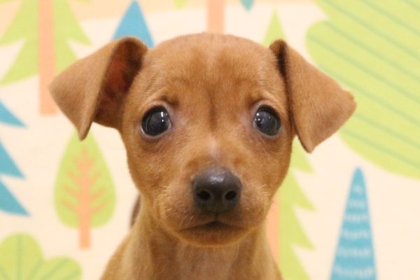 ミニチュアピンシャー