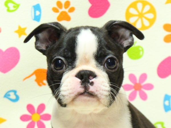 ボストンテリア