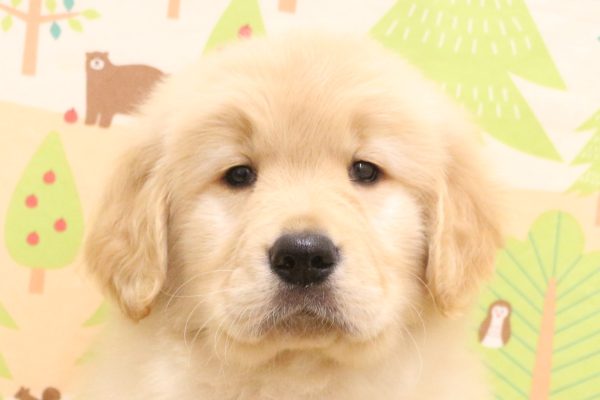 ゴールデンレトリーバー