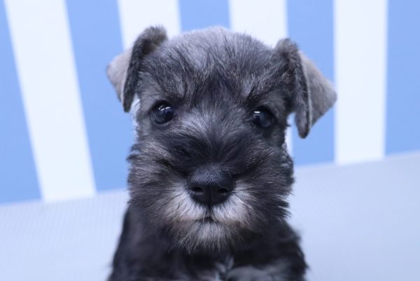 ミニチュアシュナウザー