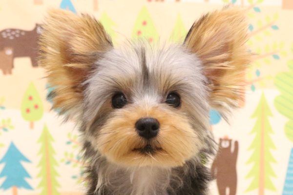 ヨークシャーテリア