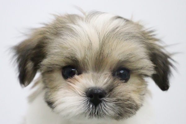 ミックス（ハーフ犬）