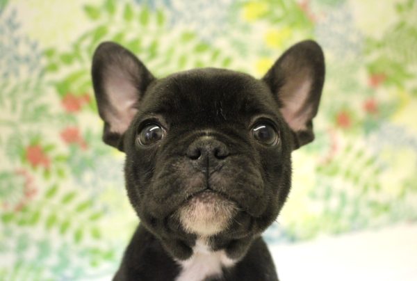 フレンチブルドッグ