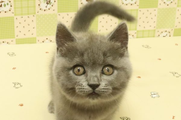 ブリティッシュ