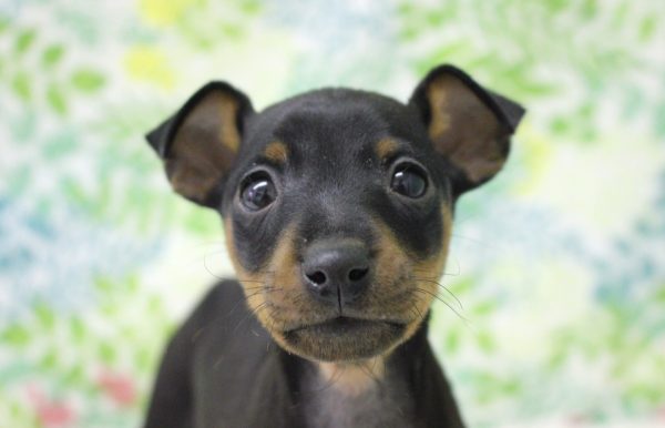 ミニチュアピンシャー