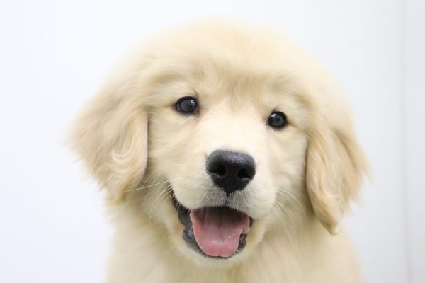 ゴールデンレトリーバー