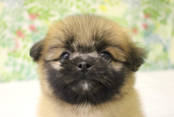 ミックス(ハーフ犬)