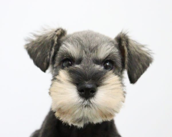 ミニチュアシュナウザー