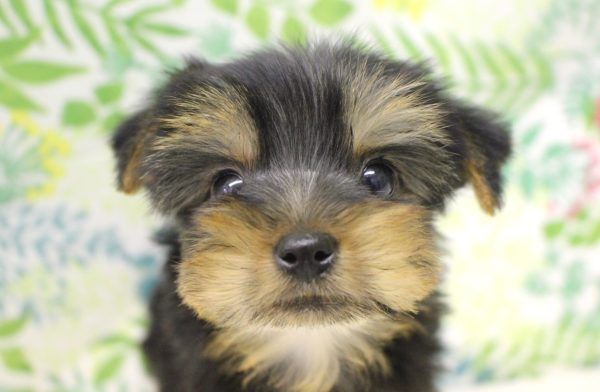 ヨークシャーテリア