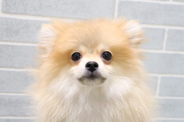 ポメラニアン