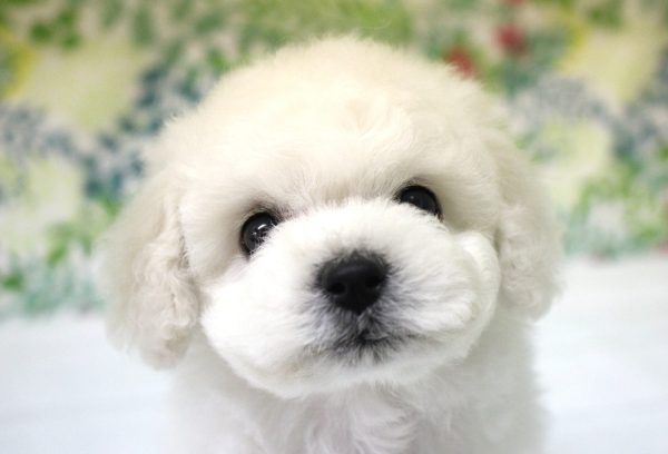 ビションフリーゼ