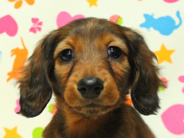 ミニチュアダックスフンド