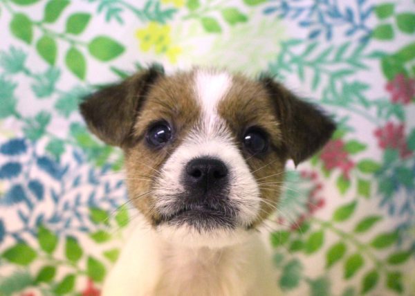 ジャックラッセルテリア