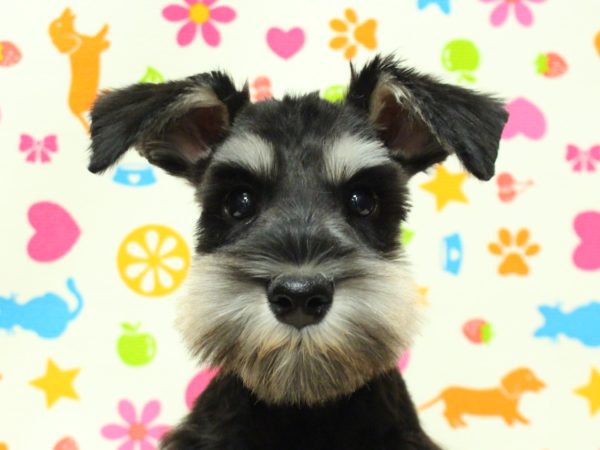 ミニチュアシュナウザー