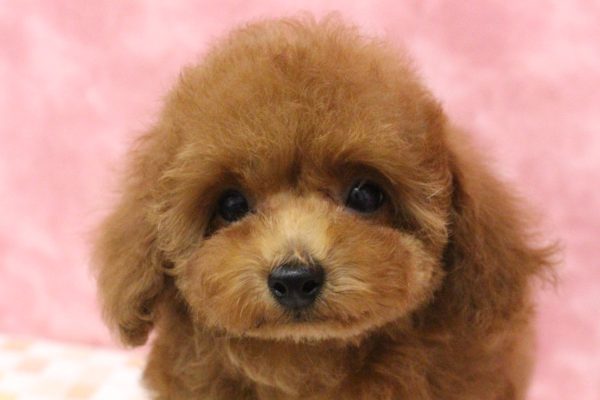 タイニープードル