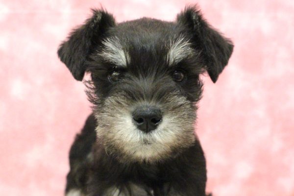 ミニチュアシュナウザー