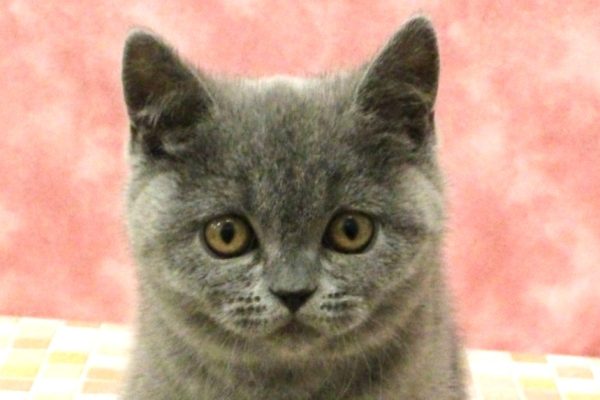 ブリティッシュ