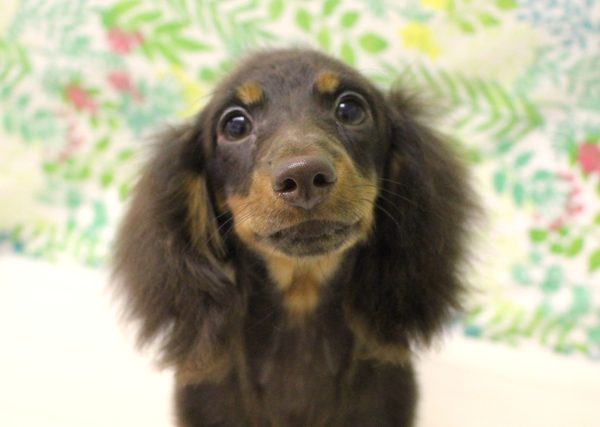 ミニチュアダックスフンド