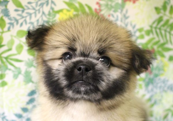 ミックス(ハーフ犬)