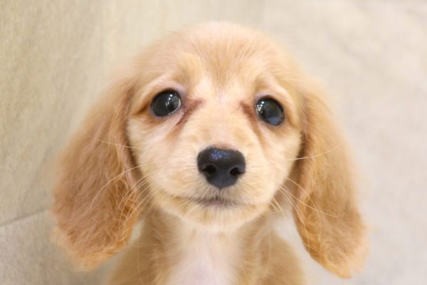 ミニチュアダックスフンド