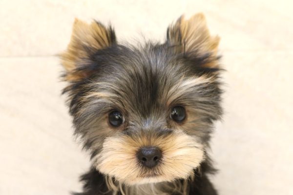 ヨークシャーテリア