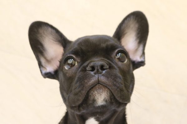 フレンチブルドッグ