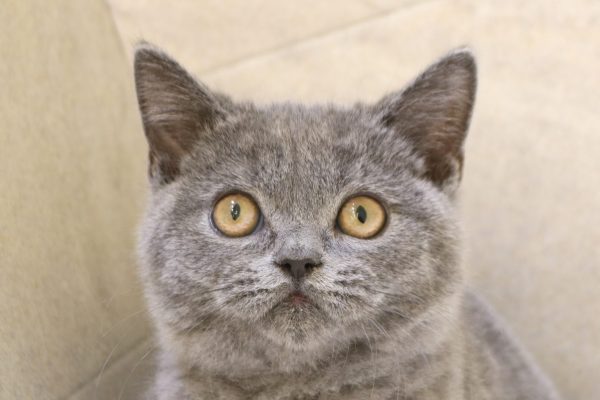 ブリティッシュ