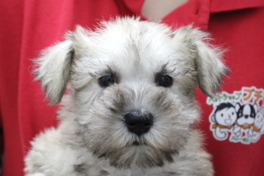 ミニチュアシュナウザー