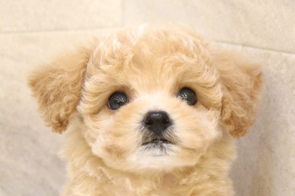 ミックス（ハーフ犬）