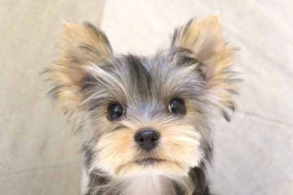 ヨークシャーテリア