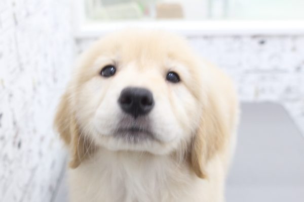 ゴールデンレトリーバー