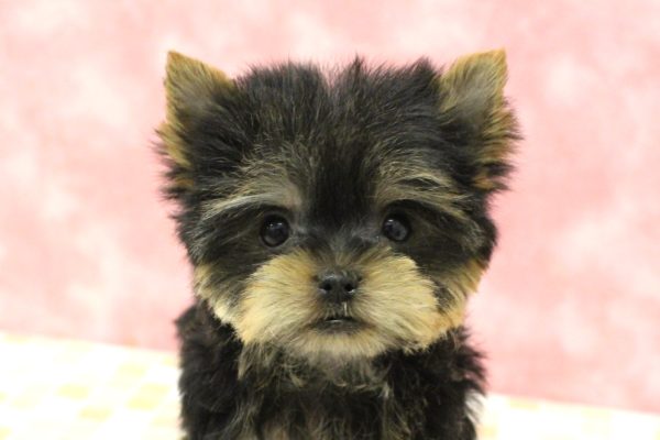 ヨークシャーテリア