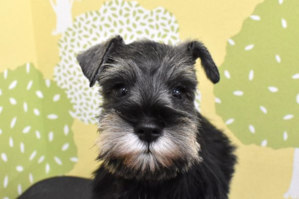 ミニチュアシュナウザー