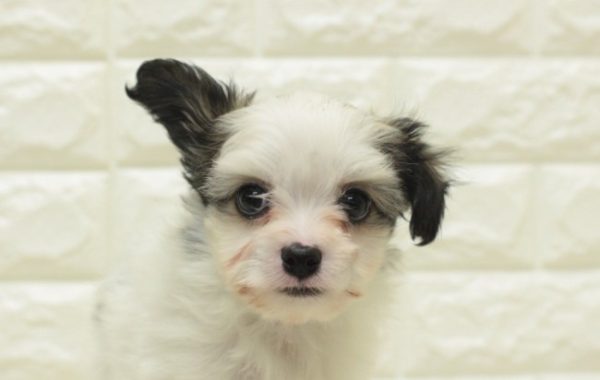 ミックス（ハーフ犬）