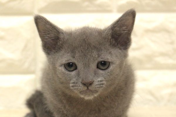 ロシアンブルー