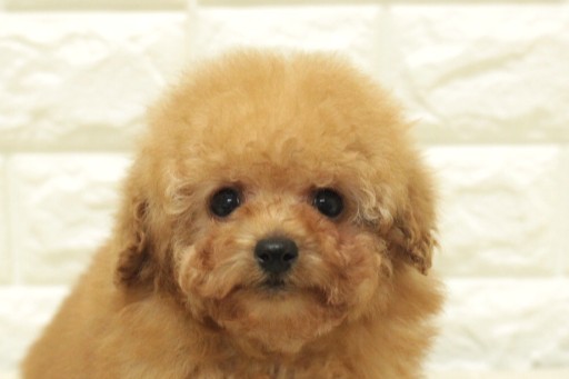 タイニープードル