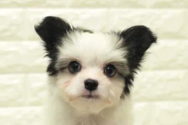 ミックス（ハーフ犬）