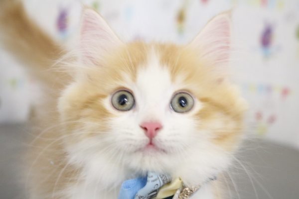 ミヌエット(ナポレオン)