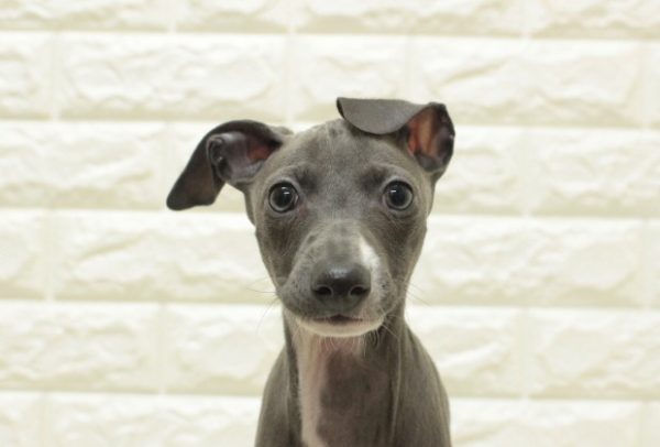 イタリアングレーハウンド