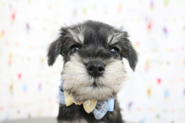 ミニチュアシュナウザー