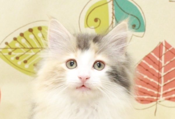 ノルウェージャンフォレストキャット