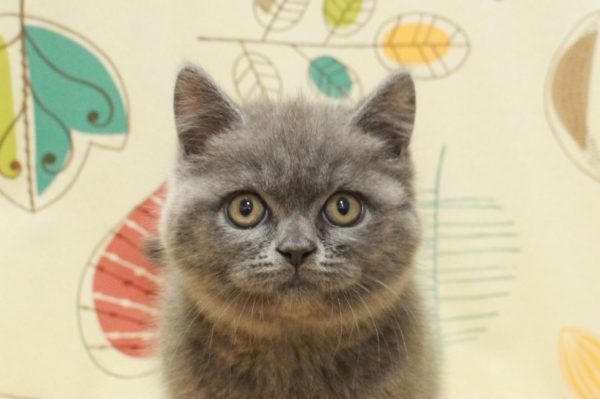 ブリティッシュ